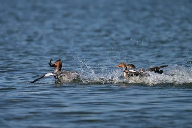 Female Red-breasted Merganser duck catching and fighting over fresh caught fish clipart