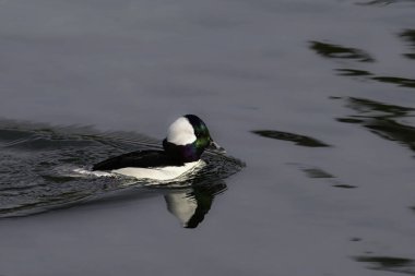 Yanardöner, renkli bir erkek Bufflehead ördeği sakin bir gölde yüzüyor.