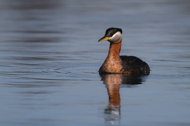 Kırmızı boyunlu ördek kuşu sakin bir gölde tek başına yüzüyor ve etrafa bakıyor.