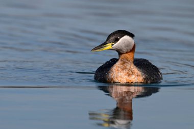 Kırmızı boyunlu ördek kuşu sakin bir gölde tek başına yüzüyor ve etrafa bakıyor.