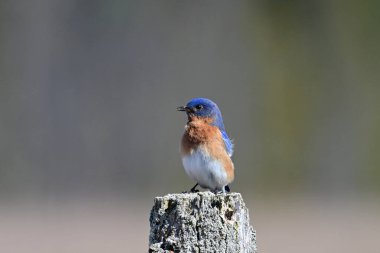 Parlak renkli canlı mavi bir erkek Doğu Mavi Kuş çit direğine tünemiş şarkı söylüyor.