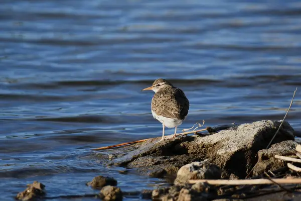 stock image Spotted Sandpiper standing along the edge of a lake
