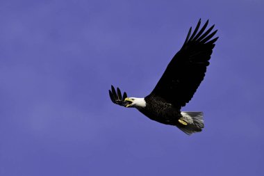 Amerikan Kel Kartalı uçuyor. Kanatları açık, ağzı açık ve gagası cırlıyor.