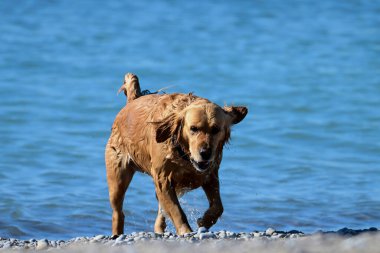 Gölde oynayan sarı Golden Retriever köpeği topu alır ve kıyıya bırakır.