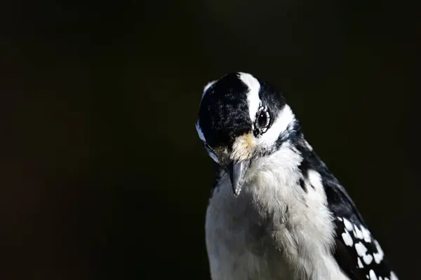 stock image A female Hairy Woodpecker head portrait sitting perched in a pine tree