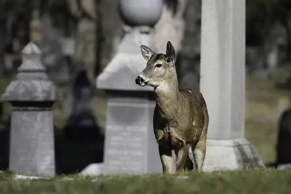 Alert urban wildlife a photograph of a White-tailed Deer in a cemetery