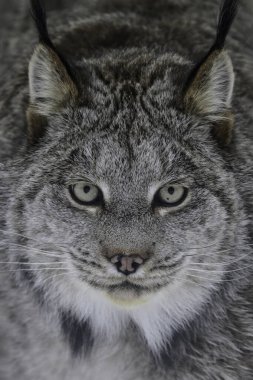 Close up portrait of a Lynx clipart