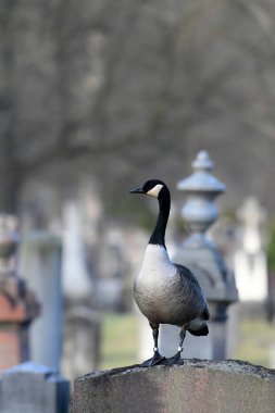 A Canada Goose standing on top of a tombstone in a cemetery clipart