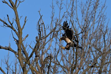 Yavru ilk yıl Kel Kartal kanatlarını açıp ağaçlara kondu.