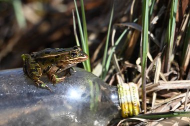 Close up of a Northern Leopard Frog sitting on a discarded plastic bottle along the edge of wetlands clipart