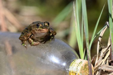 Close up of a Northern Leopard Frog sitting on a discarded plastic bottle along the edge of wetlands clipart