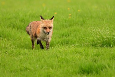 Urban wildlife photograph of a red fox keeping watch over her den of cubs and yipping at any threat clipart