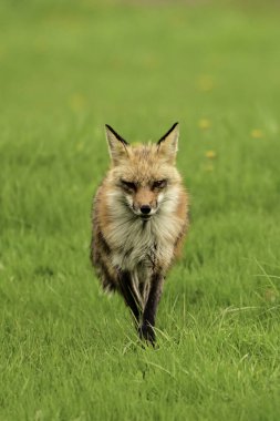 Bir kızıl tilkinin vahşi yaşam fotoğrafı. Yavruların yuvasını gözlüyor ve tehditlere karşı hırıldıyor.