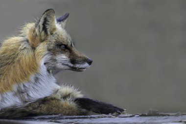 Urban wildlife photograph of a red fox keeping watch over her den clipart