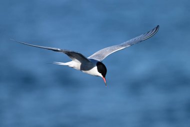 Common Tern in flight over water with wings spread clipart