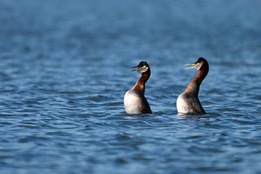İki kırmızı boyunlu yunus ördek kuşu bir gölde yüzüyor ve gagaları açık bir şekilde birbirlerine bakıyor.