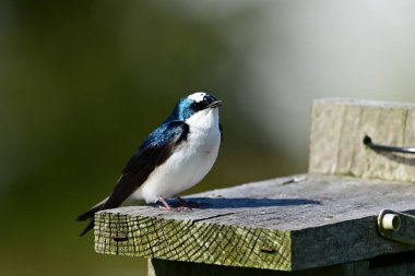 Lökosit erkek ağaç kırlangıcı kuş yuvasına tünemiş.