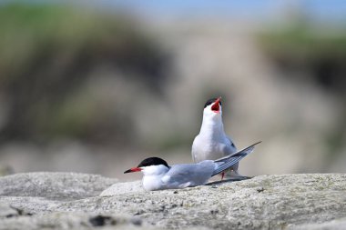 Kayalık bir kıyıda çiftleşen iki Tern çifti.