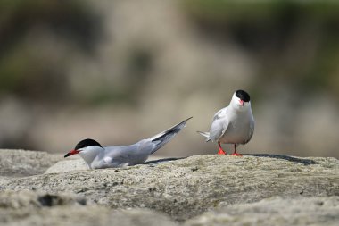 A mating pair of two Common Terns perched along a rocky shore clipart