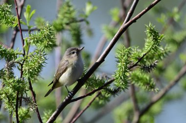 A Warbling Vireo perched on a branch in the forest clipart