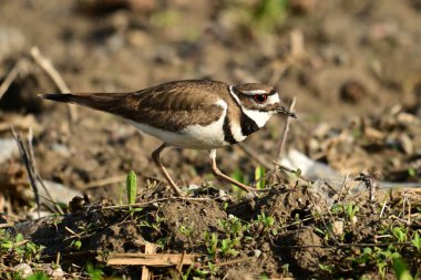 A Killdeer bird walks over a dirt agriculture field clipart