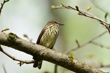 Kuzey Su Ardıç kuşu bir dala tünemiş 