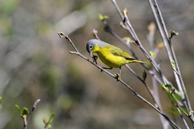 Nashville Warbler perched on a branch looking for insects to eat clipart