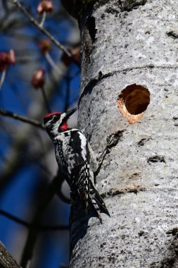 Renkli erkek. Sarı karınlı samur kuş yuvasının dışındaki ağacın kenarında.