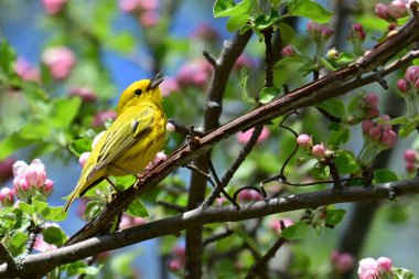 Bright colorful Yellow Warbler perched in an apple blossom tree clipart
