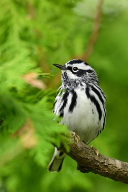 Striking striped Black and White Warbler bird sits perched in a cedar tree clipart