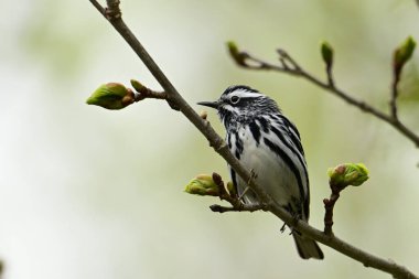 Vurucu çizgili Siyah ve Beyaz bülbül bir ağaca tünemiş duruyor.