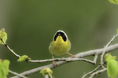 Close up of a cute little Common Yellowthroat Warbler bird sitting perched on a twig looking at the photographer clipart