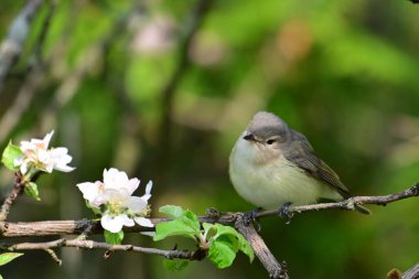 A Warbling Vireo perched on a branch of a blossoming Apple tree clipart
