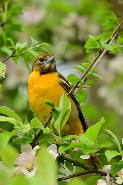 stock image Colorful female Baltimore Oriole perched in an apple tree looking for insects in the spring blossoms