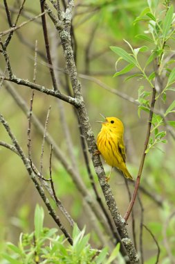 Bright colorful Yellow Warbler perched on a branch singing clipart