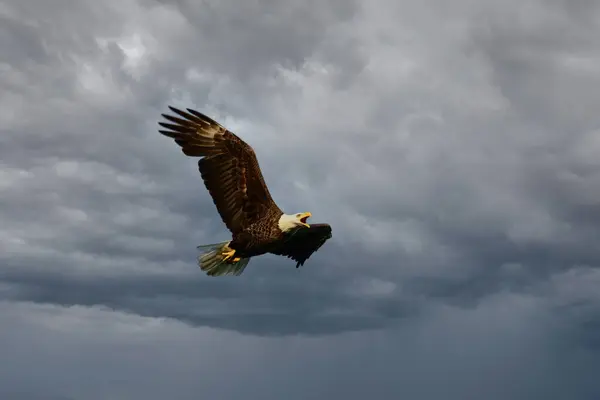 stock image A symbolic American Bald Eagle in flight with wings spread and beak open against a stormy gray sky