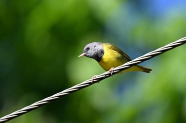 Cute little yellow, black and gray and Mourning Warbler sits perched on a wire overhead clipart