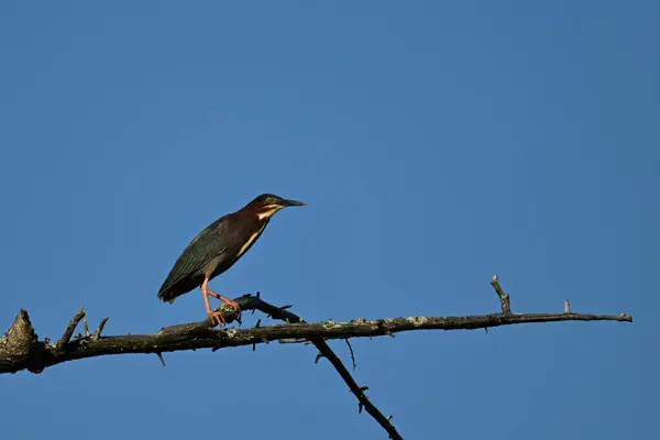 stock image An unusual looking adult Green Heron bird sits perched in a tree along the edge of a marsh