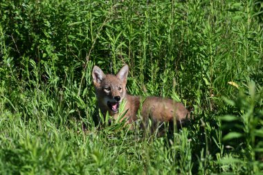 Genç ve şirin bir çakal, şehir parkındaki bir ormanın kıyısındaki bir çayırda şekerleme yaparken uyanıyor.