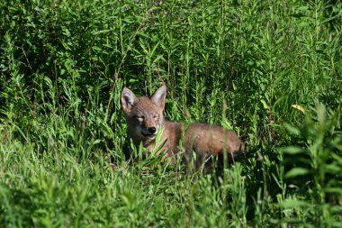 Genç ve şirin bir çakal, şehir parkındaki bir ormanın kıyısındaki bir çayırda şekerleme yaparken uyanıyor.
