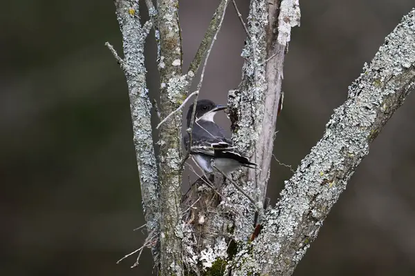 Stock image An Eastern King bird gathering nesting material sits perched in a tree