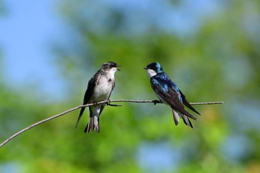 Yanardöner bir erkek ve dişi ağaç kırlangıcı bir dal üzerinde oturur ve gagaları açık bir şekilde birbirlerine bakar ve tartışır gibi görünürler.