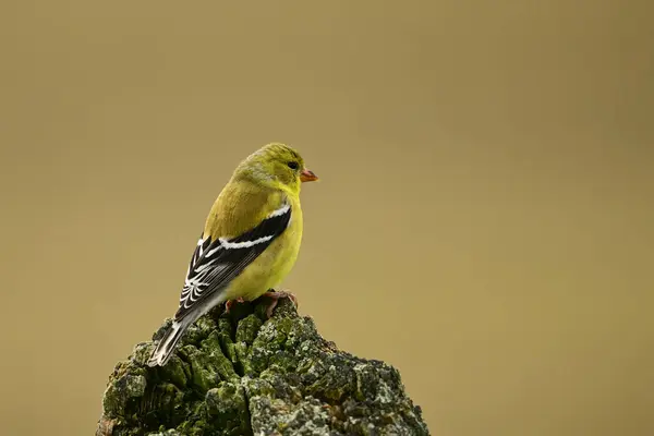 stock image A yellow female American Goldfinch bird sits perched on a rustic agriculture fence post