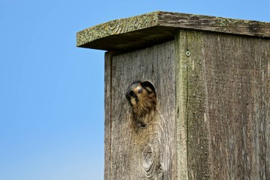 Şirin, genç bir Amerikan Kestrel şahini yuvasından dışarı bakar.