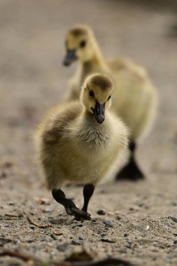 Şirin tüylü sarı bebek Kanada Kumlu kumsalları keşfeden kaz yavruları