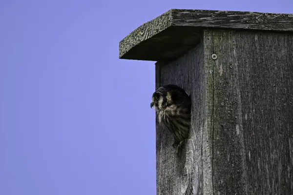 stock image A cute young baby American Kestrel hawk looks out from its nesting box