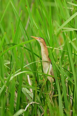Yetişkin Bittern kuşu, sulak alanların sazlıklarına tünemiş.