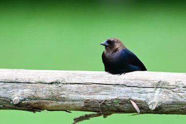 Erkek kovboy sedir tarımının korkuluklarına tünemiş.