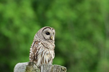 Sedir direğine tünemiş genç bir Baykuş