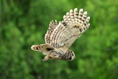 Kanatlarını açmış genç bir baykuşun uçarken çekilmiş kırsal manzarası.